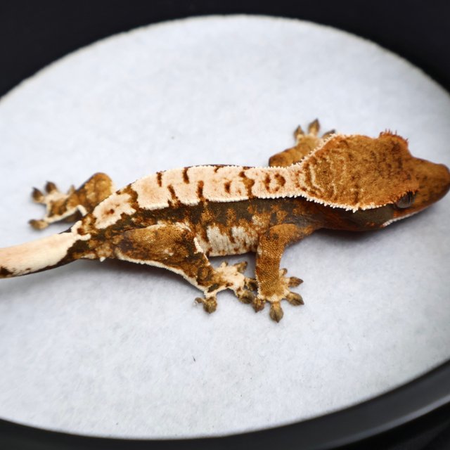 Tri Drippy White Spot White Pin Black White