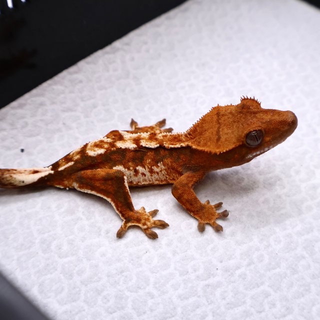 트라이 화이트크라운 화이트핀 텐저린 화이트