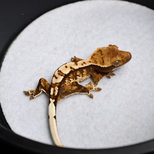 Tri Drippy White Spot White Pin White