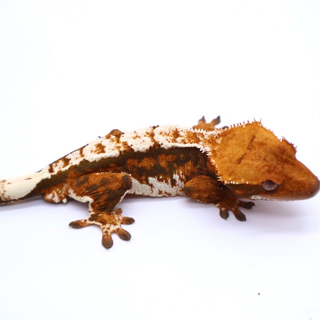 Tri Tangerine White