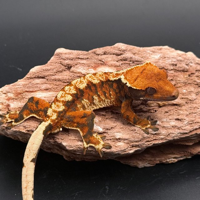 White Extreme Harlequin Tangerine White Pin White Spot Tri