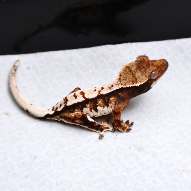 White Pin Tri White Tangerine Drippy White Spot