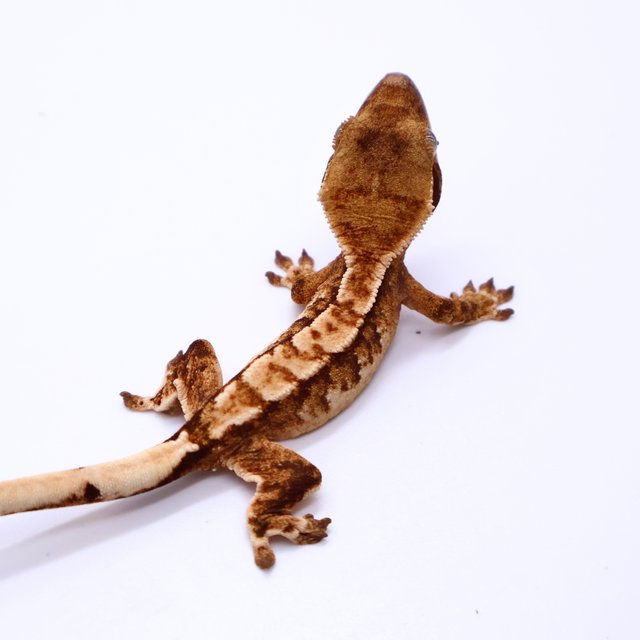 Tri White Spot White Pin Tangerine White