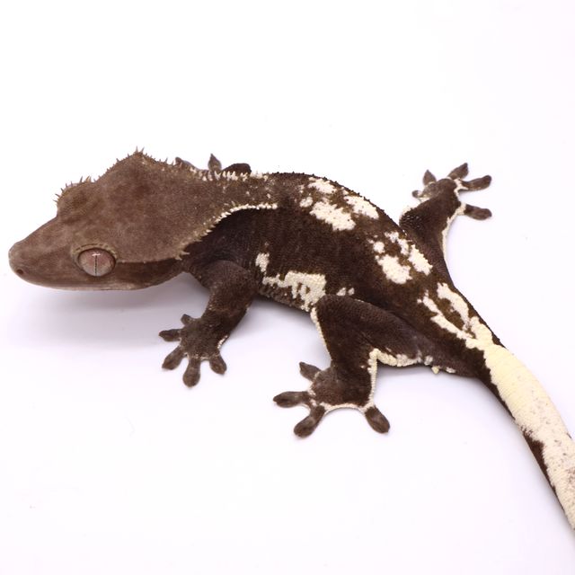 릴잔틱