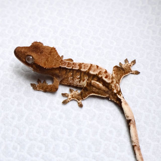 Tri Drippy White Spot White Pin Tangerine White