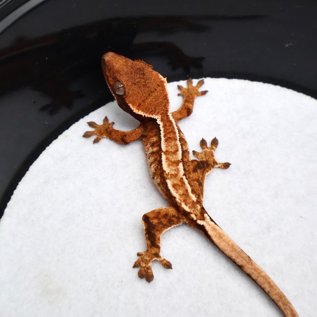 Tri Drippy White Spot White Pin Tangerine White