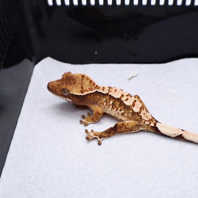 White Pin Tri White White Crown