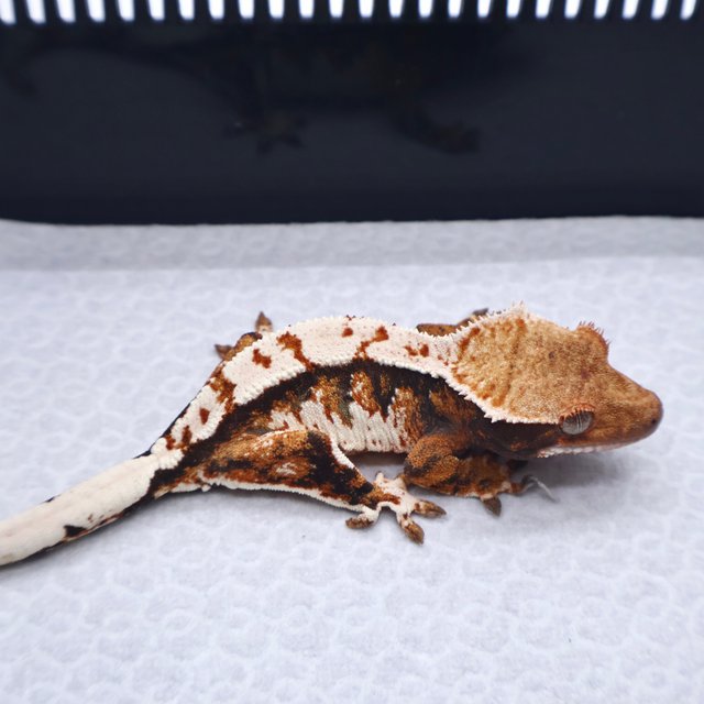 트라이 텐저린 화이트