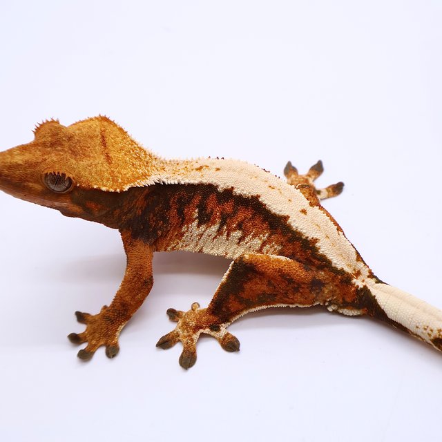Tri Tangerine White