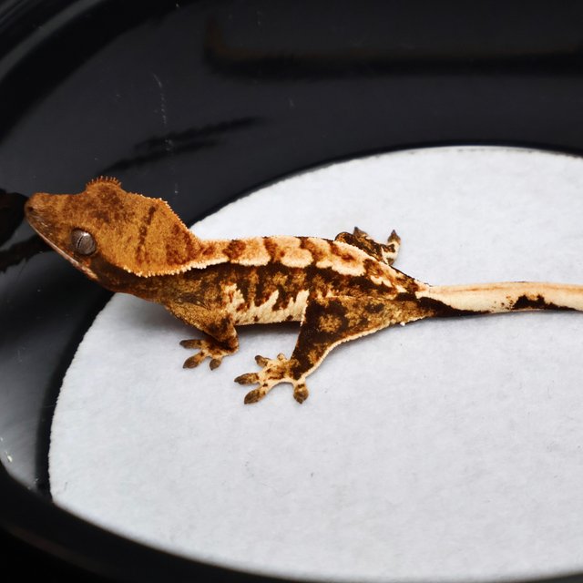 Tri Drippy White Spot White Pin Tangerine White