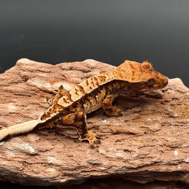 Extreme Harlequin White Pin Black Tri White White Spot