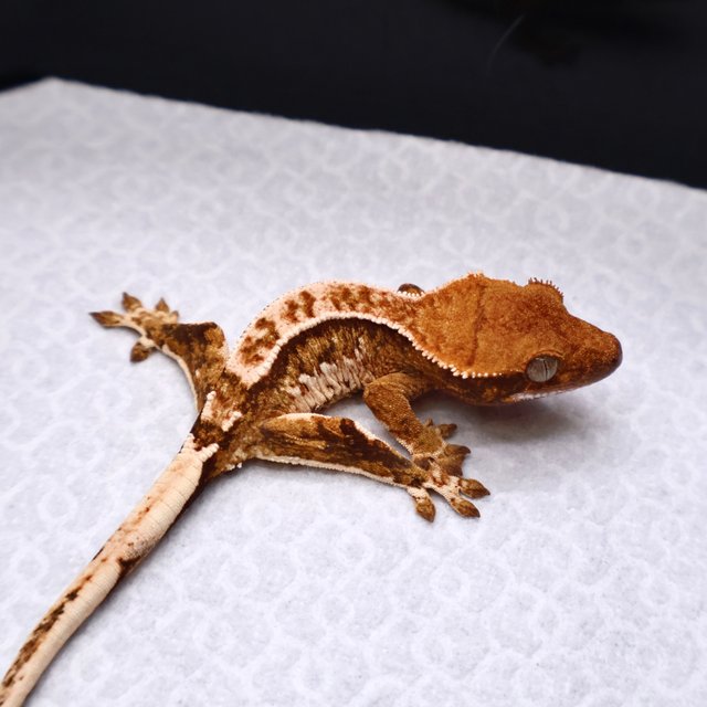 트라이 핀스트라이프 화이트크라운 화이트핀 텐저린 화이트