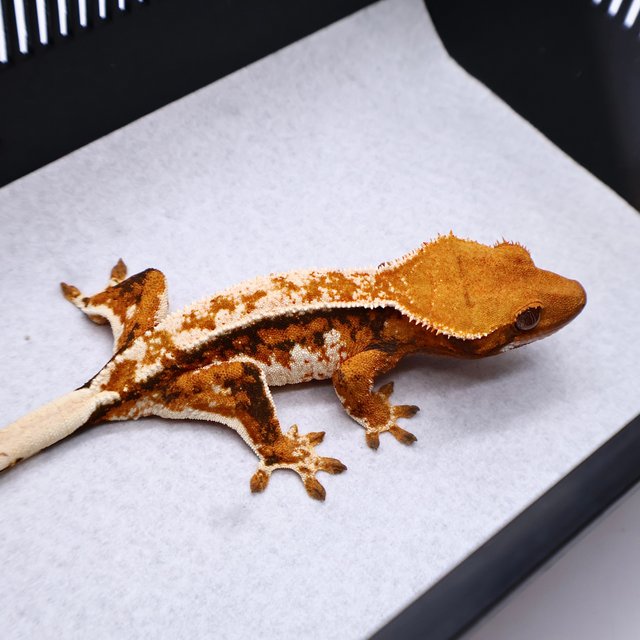 Tri Tangerine White