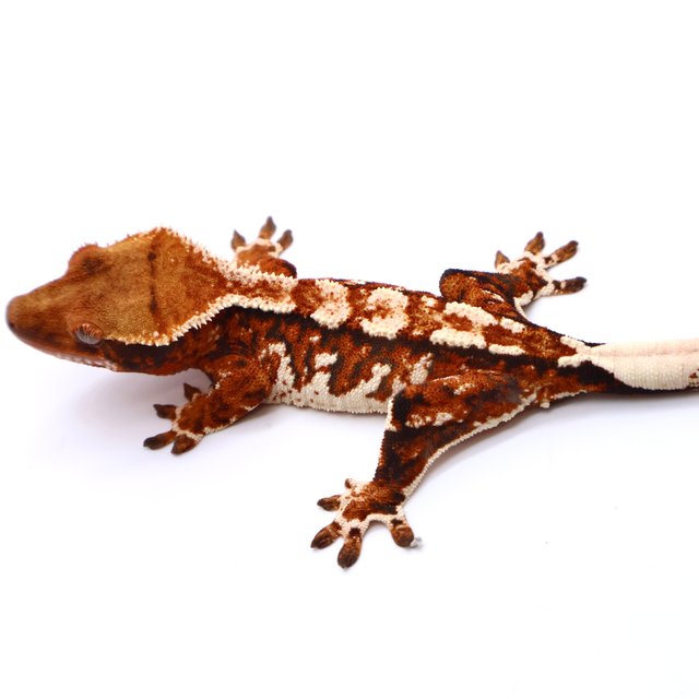 트라이 드리피 화이트스팟 화이트핀 텐저린 화이트