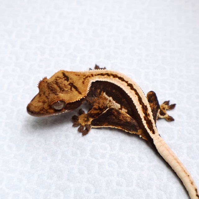 Full Pinstripe Empty Back Super Stripe Pinstripe White Black