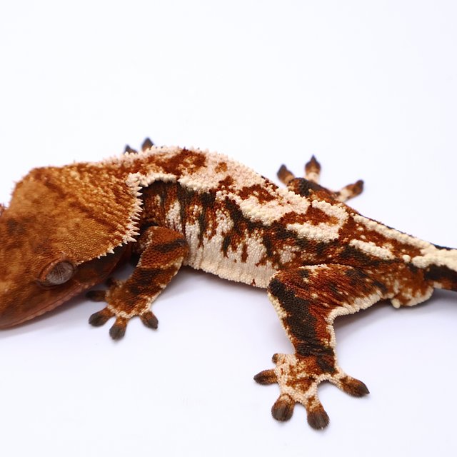 Tri Tangerine White