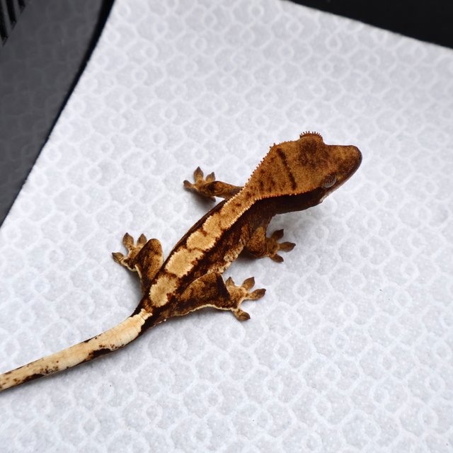 Tri Drippy White Spot White Pin Tangerine White