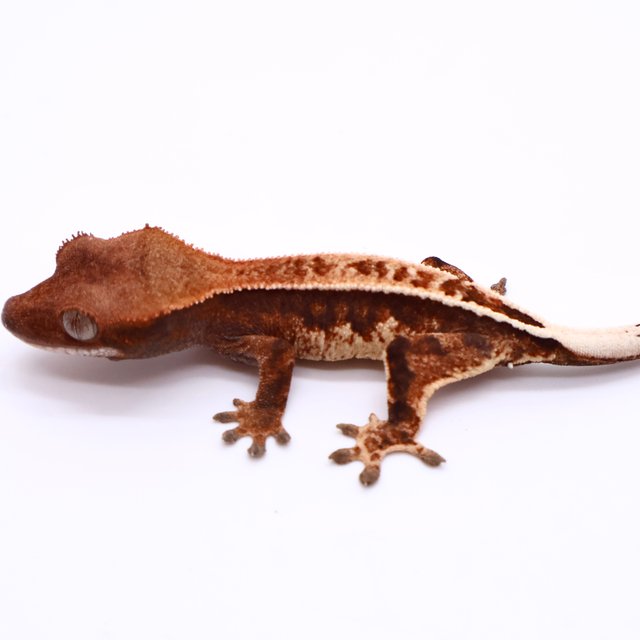 카푸치노 핀스트라이프 화이트포트홀 화이트핀 블랙 화이트