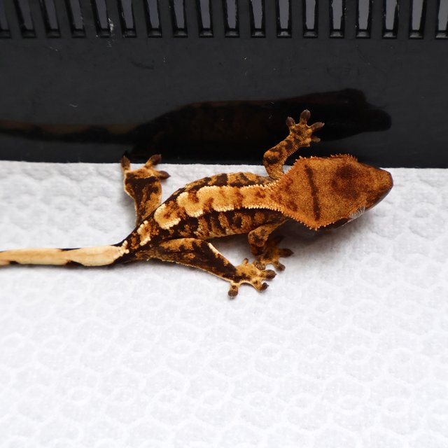 Tri Drippy White Spot White Pin Tangerine White