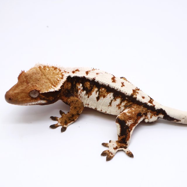 Tri