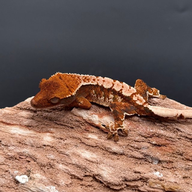 Tangerine White Spot White Drippy Tri White Pin