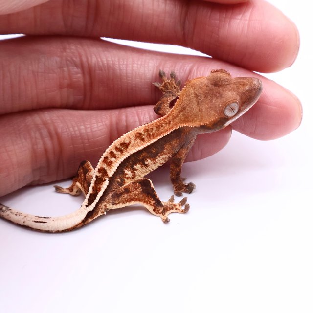 카푸치노 핀스트라이프 화이트포트홀 화이트핀 블랙 화이트