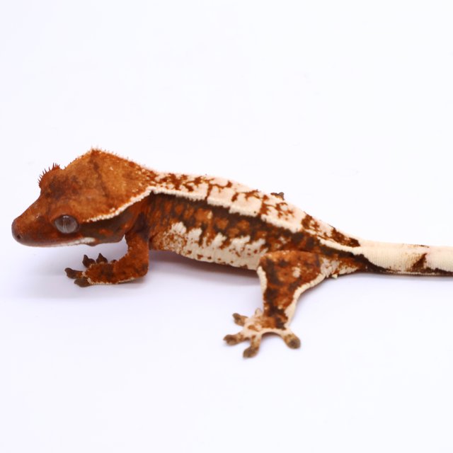 White Pin Tri Drippy White Tangerine White Spot