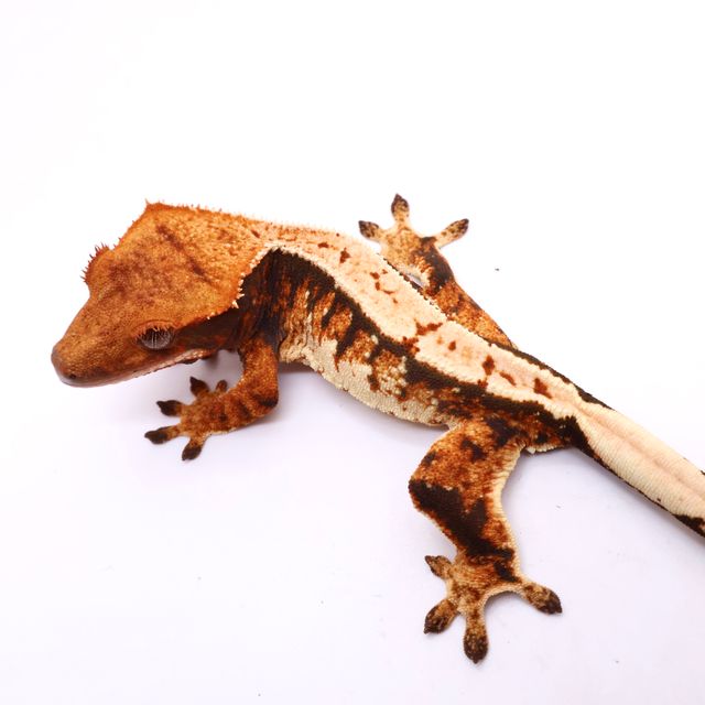 트라이 화이트스팟 화이트핀 텐저린 화이트 레이지