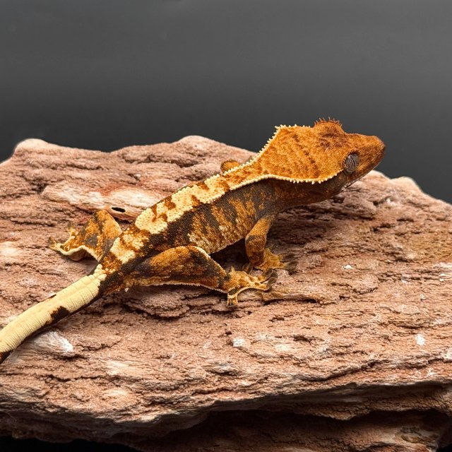 Tri White White Spot Tangerine White Pin