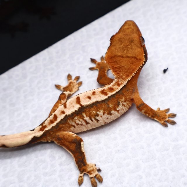 트라이 화이트크라운 화이트핀 텐저린 화이트