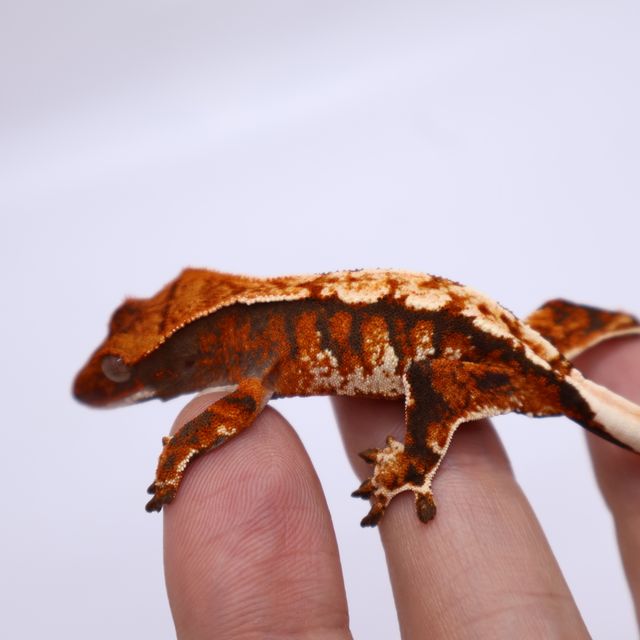 바브 몬코사 트라이