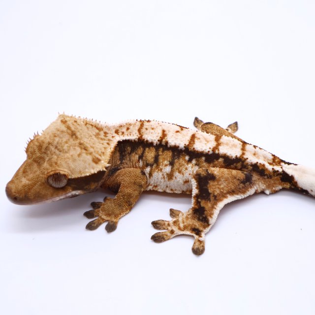 Tri White