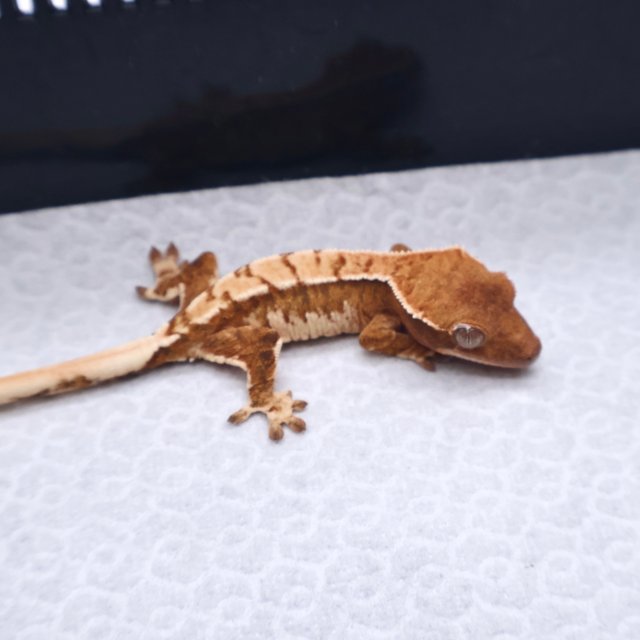 트라이 텐저린 화이트