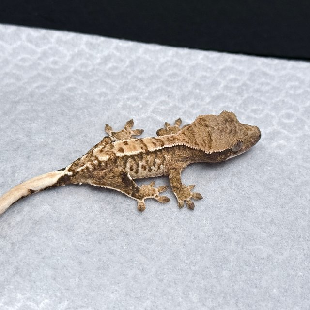 Tri Drippy White Spot White Pin Tangerine White