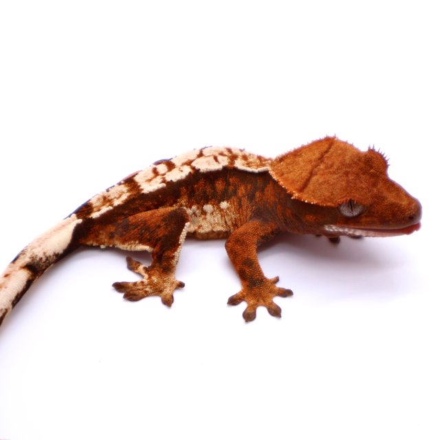 Tri White Spot White Pin Tangerine White