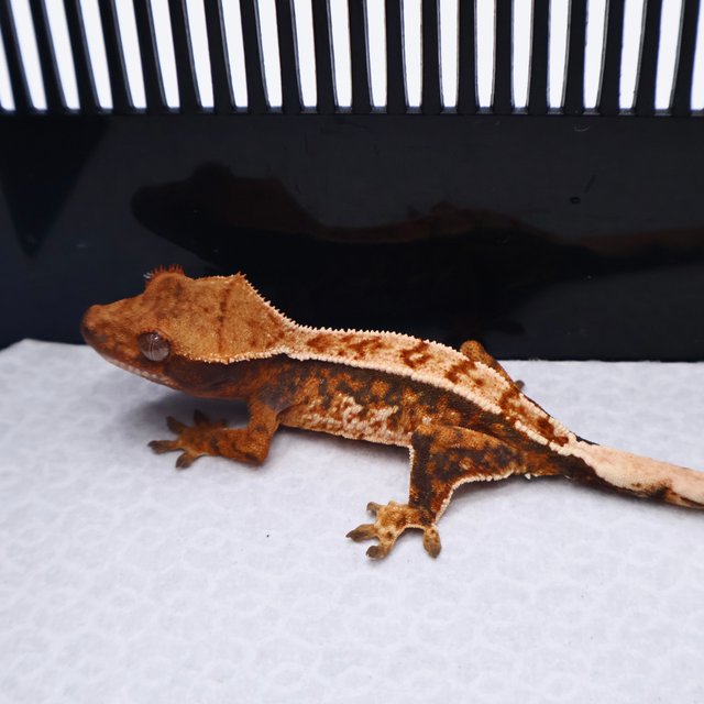 트라이 텐저린 화이트