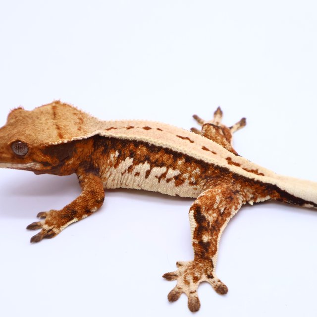 Tri Full Pinstripe Drippy White Crown White Pin Tangerine