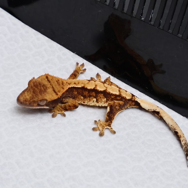 Tri Drippy White Spot White Pin Tangerine White