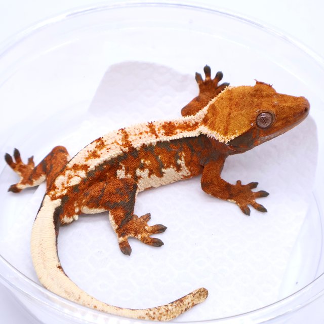 Tri Tangerine