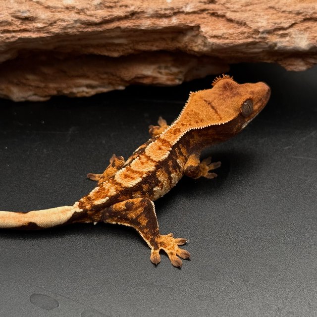 Tri White Spot White Pin White Black