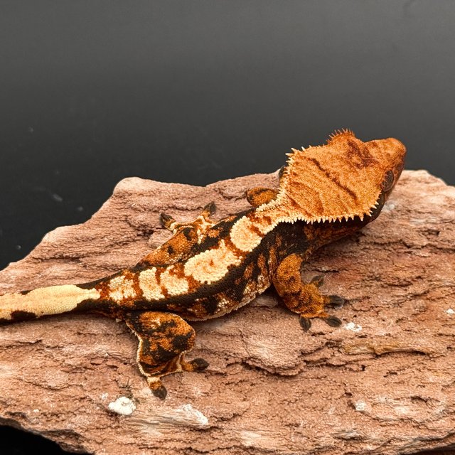 Tri White Spot White Pin Black White