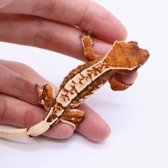 White Pin Tri Drippy White Tangerine White Spot