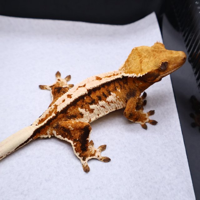 Tri Tangerine White