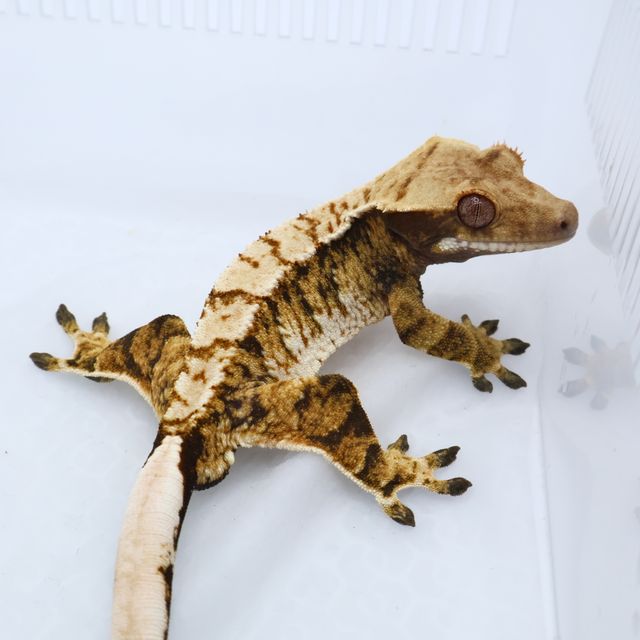 트라이 드리피 익스트림할리퀸 화이트