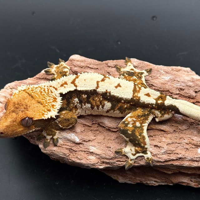 Tri Drippy White Spot White Pin Black White