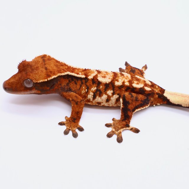 Tri Tangerine