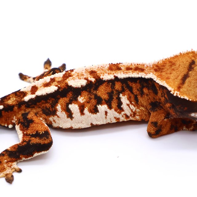 White Spot White Pin Drippy Tangerine Tri White