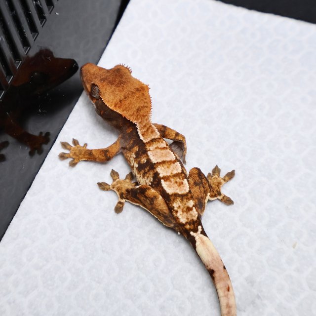 Drippy White White Pin White Spot Tri Tangerine