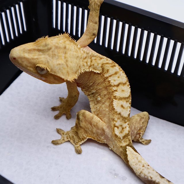 100% Het Axanthic