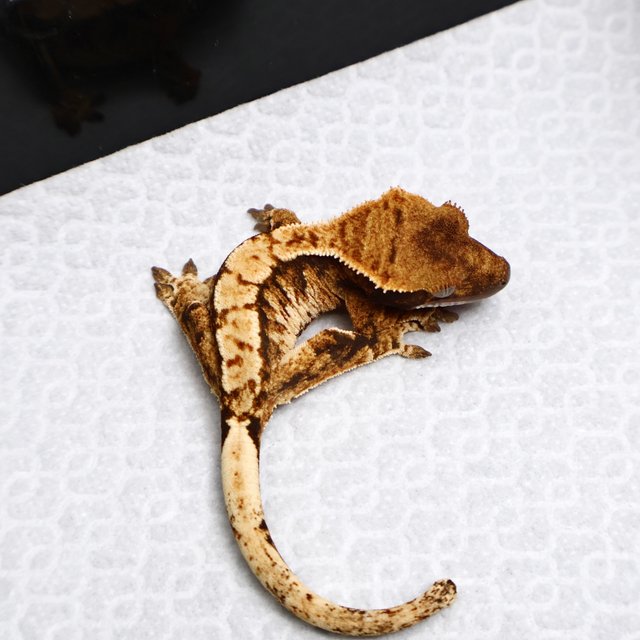 Tri Drippy White Spot White Pin Tangerine White